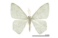 藏品(黃緣無繮青尺蛾)的圖片